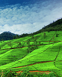 Scienic Sri Lanka