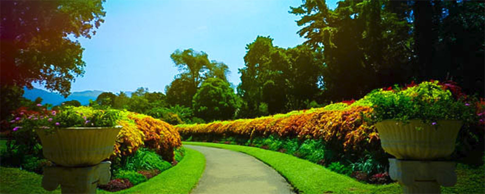 Peradeniya Botanical Gardens